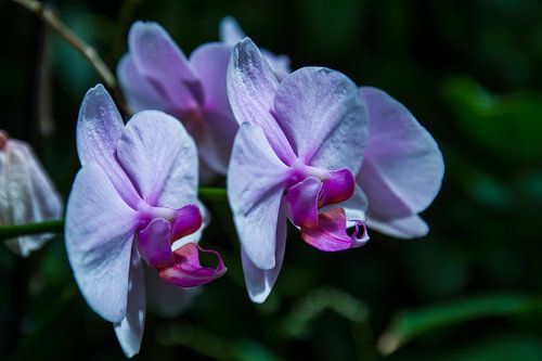 Midnight Orchids