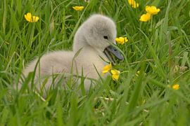 Zwaantje by Peter Bartelings