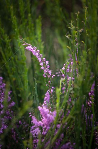 la beauté du petit monde