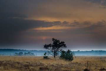Peace and quiet on the heath by René Groenendijk