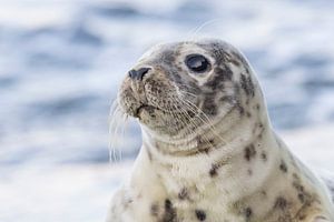 Zeehonden | bijzondere ontmoeting met een jonge Gewone zeehond - IJmuiden van Servan Ott