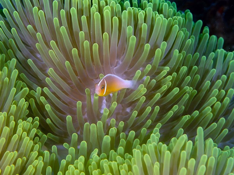 Anemonenfisch von Ilan Ben Tov