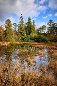 Bewaldete Landschaft mit Spiegelung in einem schilfbedeckten Teich.