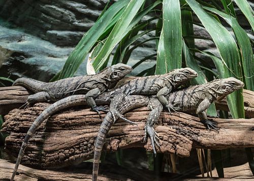 Drie Hagedissen op een oude Boom