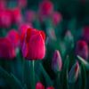 Tulpen - Beeldende Kunst van t.ART