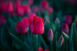 Tulpen - Fine Art