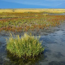 Kweldergras of Spartina anglica in het intergetijdengebied, Waddenzee van Peter Eckert