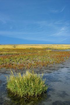 Salt marram grass or Spartina anglica in the intertidal zone, Wadden Sea by Peter Eckert