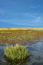 Kweldergras of Spartina anglica in het intergetijdengebied, Waddenzee van Peter Eckert thumbnail