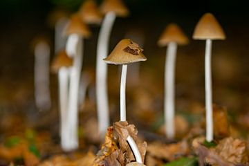 Groep Franjehoed paddenstoelen van Kristof Leffelaer