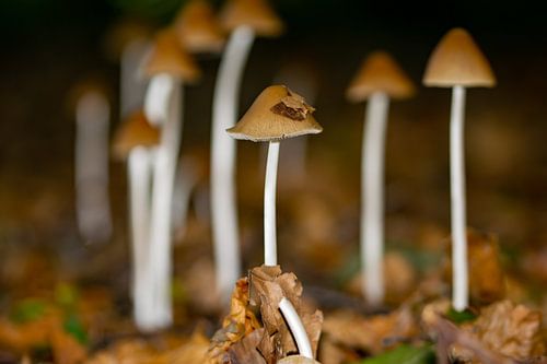 Groep Franjehoed paddenstoelen
