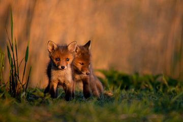 Fox cubs by Aukje Ploeg