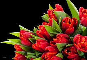 rote Tulpen von Dreamy Faces