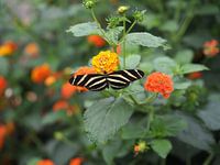 Heliconius Charithonia