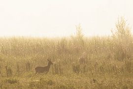Roe deer at sunrise