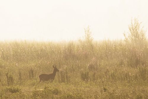 Ree bij zonsopgang