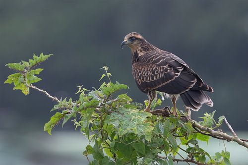 Lelydorp Spezialist: Der Schneckendrachen