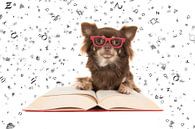 Smart Chihuahua by Elles Rijsdijk thumbnail