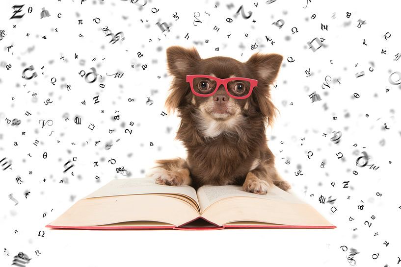 Smart Chihuahua by Elles Rijsdijk