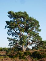 Solitaire Grove Den