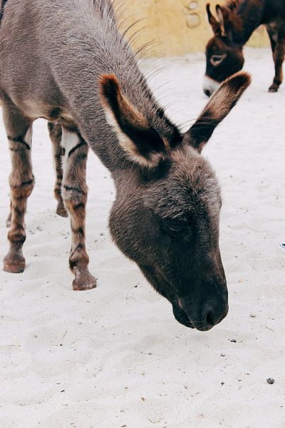 Donkeys by Carmen van Dijken
