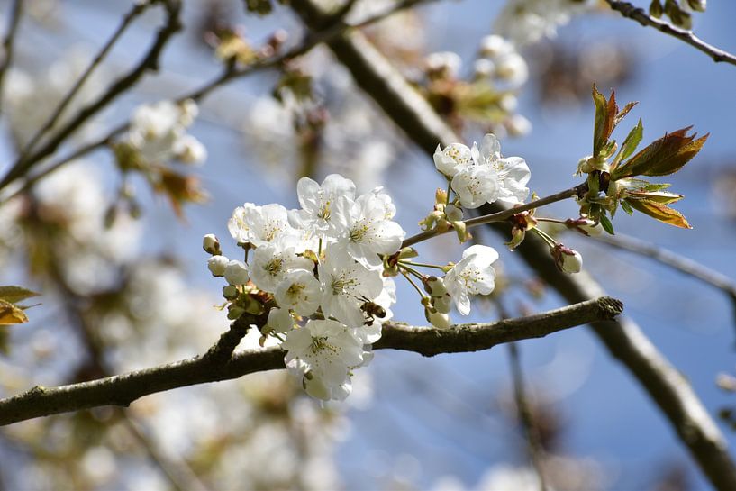 White blossom by Jasmijn van Bilsen