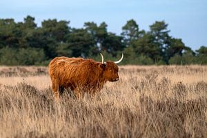 Schottischer Highlander auf der Heide.