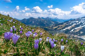 Kleine Krokusswiese über dem Oberjoch an einem frühlingshaften Tag in den Allgäuer Alpen