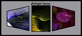 3luik genaamd colorful leaves van foto-fantasie foto-fantasie