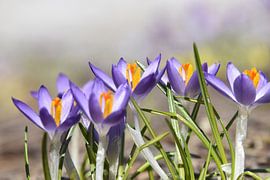De eerste krokussen in de tuin van Claude Laprise