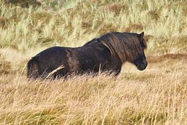 Icelandic horse by Bert Vos