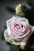 Roze Roos met knop