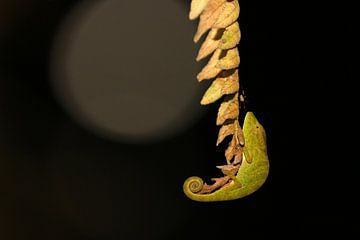 Chameleon by night by Antwan Janssen