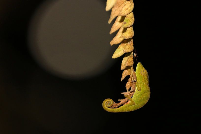 Chameleon by night van Antwan Janssen