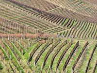 Langhe glooiende wijngaarden in het vroege voorjaar