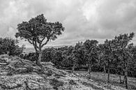 Landscape Costa Brava von Wessel Krul Miniaturansicht