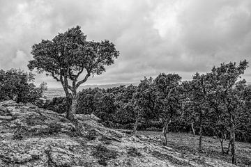 Landscape Costa Brava von Wessel Krul