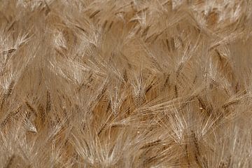 Closeup van een veld met gerst, gerst is te herkennen aan de lange haren aan de aren. van W J Kok