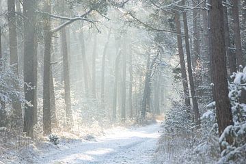 Une matinée ensoleillée d'hiver sur Marloes ten Brinke