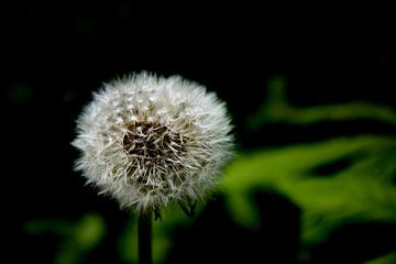 Taraxacum - paardenbloem - plant - detail - close-up - macro sur Sven Van Santvliet