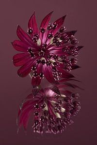 Violetter Seeländischer Knoten (Astrantia Major) auf einer spiegelnden Oberfläche