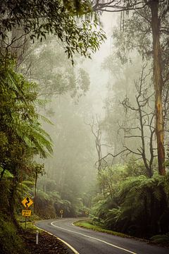 Weg door mistig bos in Australië, next 2 km.