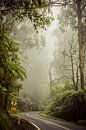 Straße durch den nebligen Wald in Australien, die nächsten 2 km. von Karel Pops Miniaturansicht