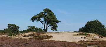 Forêts à la dérive de sable Ruinen sur Wim vd Neut