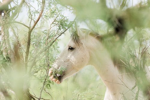 Wilde Mustang bij de Salt river in Arizona