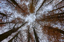 Group of beech trees by Ad Jekel