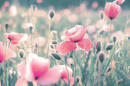 Mohnblumen Wiese pastell