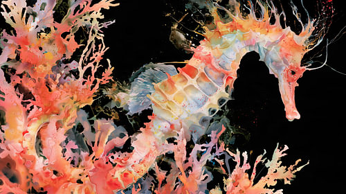 Seahorse in watercolour