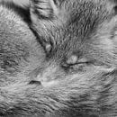 Fox by Menno Schaefer thumbnail