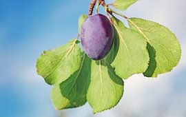 Plum by Bo Valentino